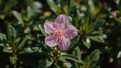 Pink oleander blooms in sharp focus