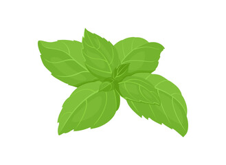 Fresh green basil leaf isolated on white background. Vector cartoon flat illustration. Fragrant herb icon.