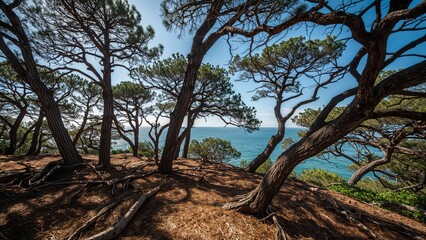 Autumnal coastal forest with aged trees leaning in the breeze, seaside landscape in summer