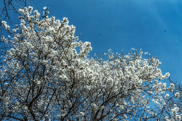White flower blossoms on an blooming almond tree against a clear bright blue sky. Spring background
