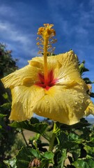 La magia de la primavera en ambiente tropical