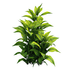 Fototapeta premium green plant isolated on white