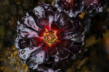 A dark burgundy succulent plant with geometric petals shows off water droplets.
