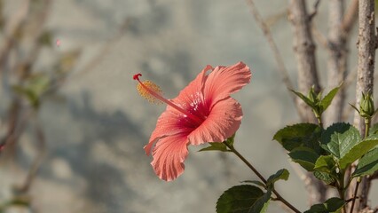 Close-up of vibrant hibiscus flower in natural setting