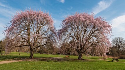 Fototapeta premium Trees with Pink Blossoms in Bloom