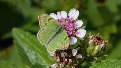 Fototapeta premium Pfeiffer's Green Hairstreak butterfly, scientifically named Callophrys paulae, small and green