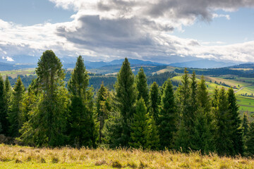 forested carpathian mountains in september. fresh, bright weather. wonderful countryside landscape of ukraine with rolling hills on a sunny day. spruce trees on the grassy hillside under cloudy sky