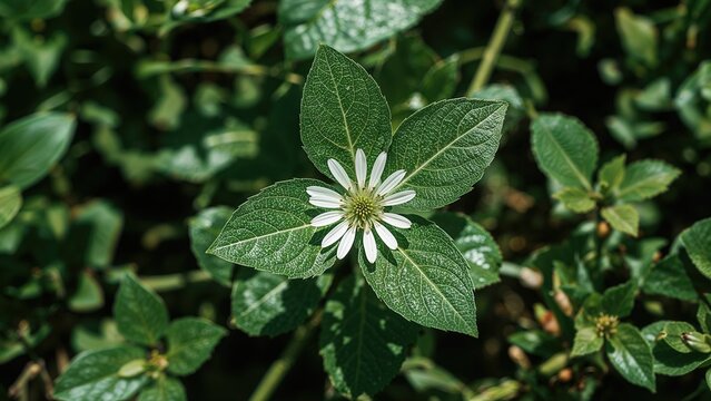 Energy in green plants is primarily sourced from sunlight through photosynthesis conducted by chloroplasts evolved from cyanobacteria via endosymbiosis