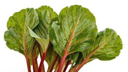 Red and green leaves set apart against a white background