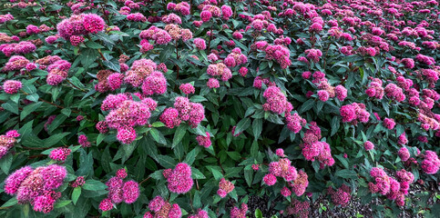 Vibrant pink flowers spiraea japonica in full bloom create a stunning landscape, surrounded by lush...