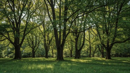 Naklejka premium Lush foliage in a woodland setting during summer