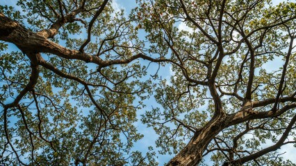 Fototapeta premium Tree branches silhouetted by the sky