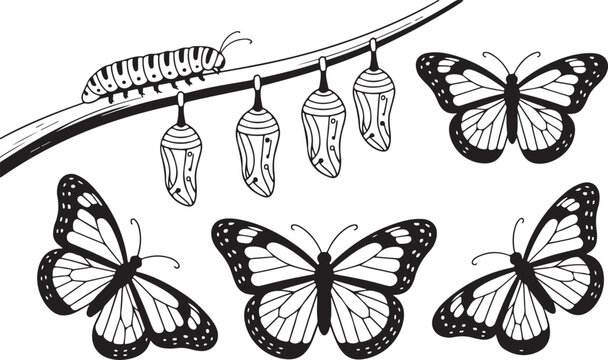 蛹 さなぎ 蝶 蝶々」の写真素材 | 23,691件の無料イラスト画像 | Adobe