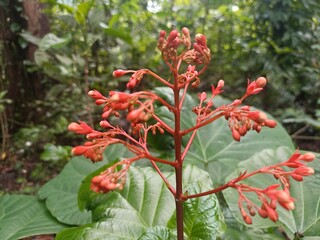Red Pagoda Flower or Clerodendrum paniculatum in bloom