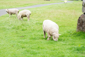 Obraz premium Sheep Grazing Peacefully on a Green Meadow in the Countryside
