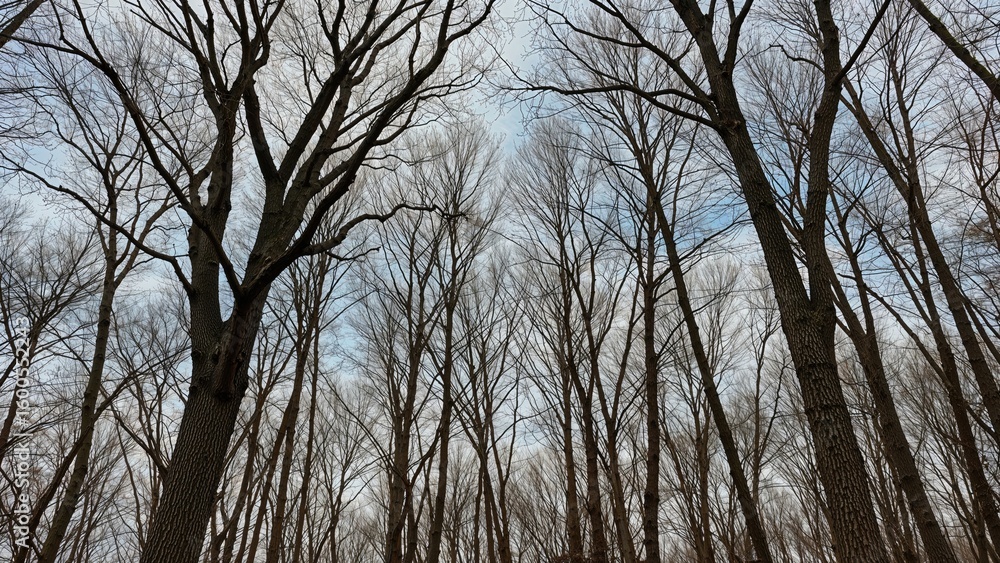 Poster texture showcasing the initial leaves of spring trees