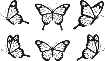 Six black and white butterflies with intricate wing patterns butterfly insect