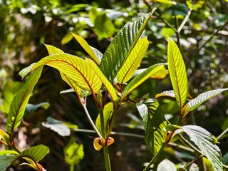 Obraz premium kratom plants in the tropical nature of Kalimantan