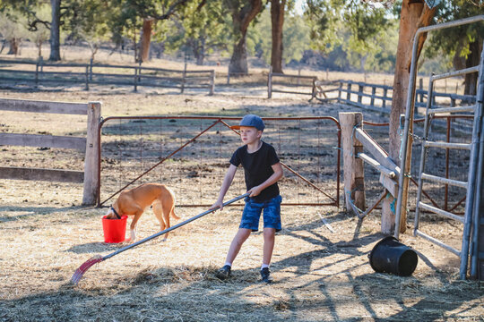 Boy rakes hay with dog near split rail fence in rural farm setting