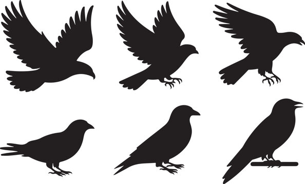 Black bird silhouettes in various poses flying perched