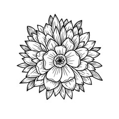 Black and white illustration of a blooming flower isolated on white background  