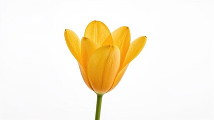 Curcuma plant isolated against a white backdrop