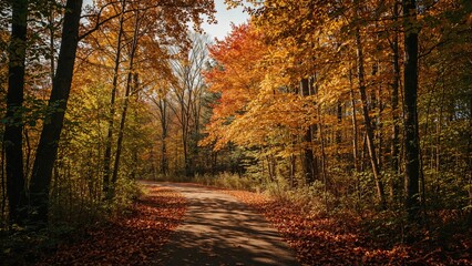 Obraz premium Tranquil woodland trail during fall