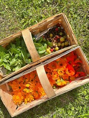allotment baskets with collected fruit, collected nasturtium and marigold petals, fresh basil in a basket, harvest from the garden