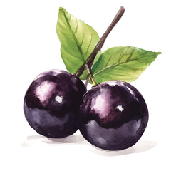 My Watercolor illustration hand-painted Jabuticaba - Jaboticaba branch painting isolated on a white background, illustration, AI painting design, vector set, eps format, My illustration design