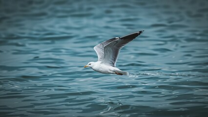 Fototapeta premium Coastal bird soaring in the open air
