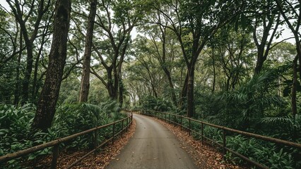 Fototapeta premium View of a walkway surrounded by dense forest