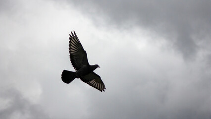 Obraz premium Graceful black bird flight, contrast symbolism, nature and emotion, somber sky, conceptual imagery