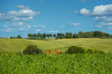 Red Poppy flowers growing wild in a field