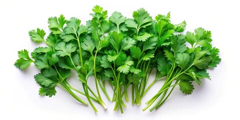 Naklejka premium Fresh coriander leaves arranged in a flat lay on a white background