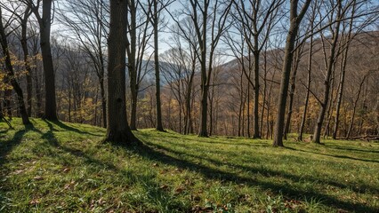 Fototapeta premium Spring Vibes in Blue Ridge Mountain Forests