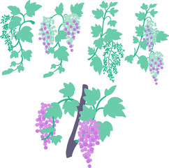 Grape Cluster Plant Development from Bud to Fruit. Perfect for agriculture graphic, viticulture designs, educational content, or farming-related projects