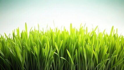 Fototapeta premium Freshly cut green grass on a white background with subtle texture and soft illumination