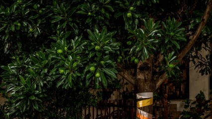 This fruit goes by the name SA-KE, not Jack Fruit, and its tree leaves can shield against wind and noise.