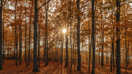 Warm sunlight streaming through the treetops in fall woods