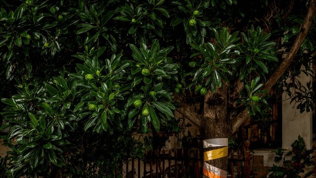 This fruit goes by the name SA-KE, not Jack Fruit, and its tree leaves can shield against wind and noise.