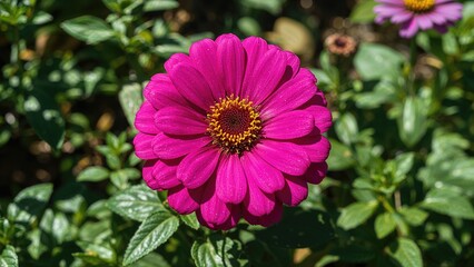 Fototapeta premium Radiant zinnia petals shining in a garden landscape