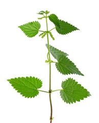 Nettle plant isolated on white background. Green common nettle, burn nettle, stinging nettle or Urtica dioica. Medicinal and culinary herb. Clipping path.