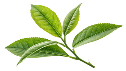 Fototapeta premium green tea leaves isolated on transparent background