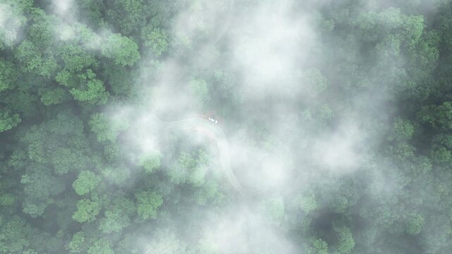 Green tree nature background for carbon neutrality and net zero emissions concept. Drone view of green tree captures CO2 to Sustainable green environment.	