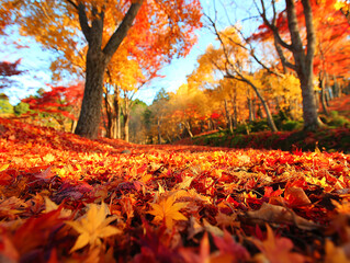 落ち葉が敷き詰められた楓の森の紅葉風景