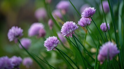 Chives with blooming flowers in the garden, close-up, green background