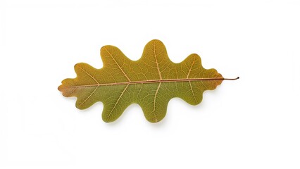 Naklejka premium Oak leaf cluster displayed on a white surface close-up