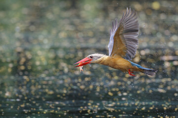 Stork-billed Kingfisher, Pelargopsis capensis, in flight after diving and catching fish in water, massive kingfisher with a large scarlet bill, habitat near lake or pond, fish prey in bird mount