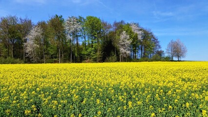 Obraz premium Bright yellow rapeseed field with white flowering tree and wooden bench