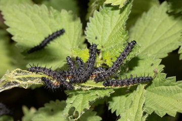 A swarm of peacock caterpillars on nettles